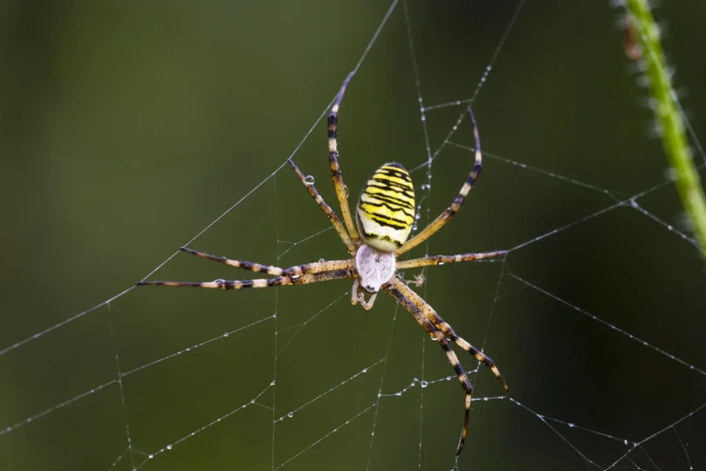 araña tigre, argiope bruennichi