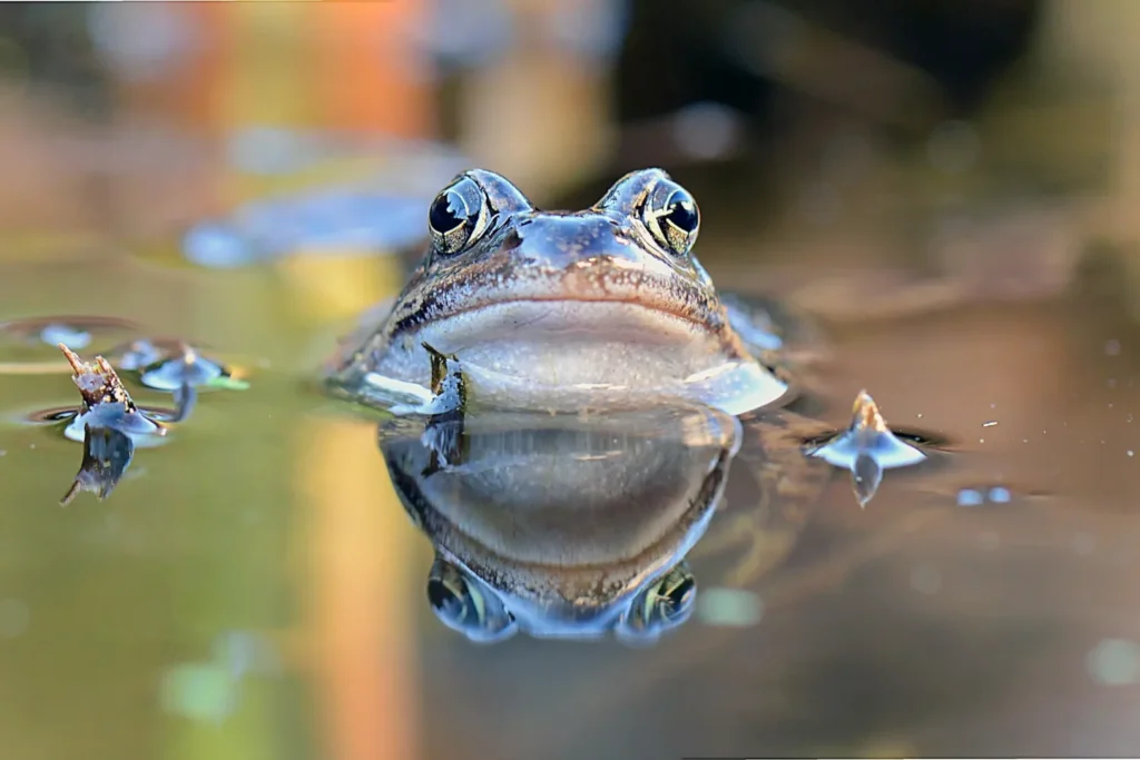rana común, Pelophylax perezi