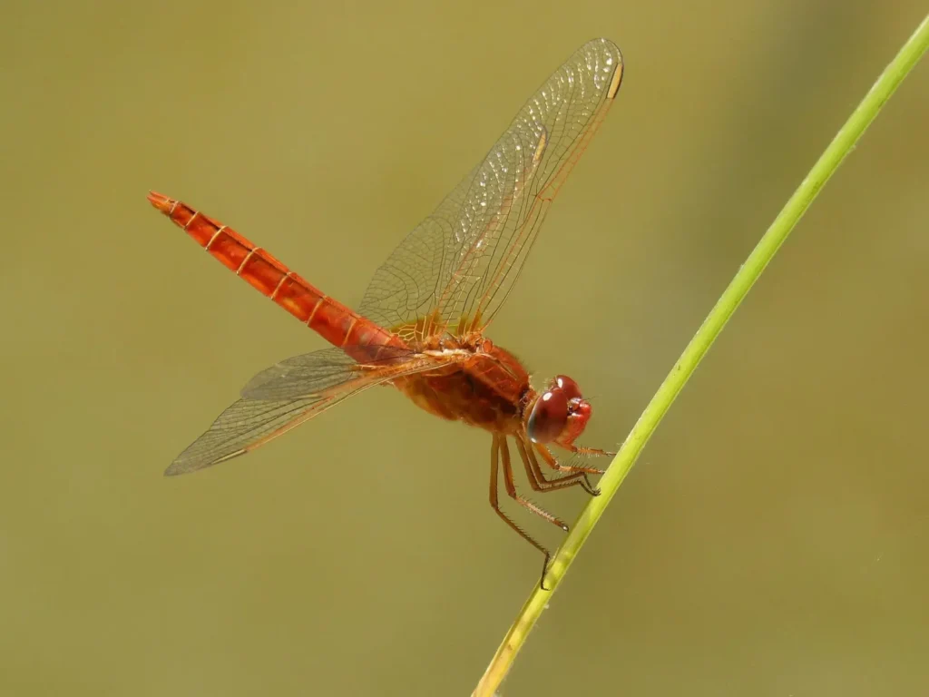 Crocothemis erythraea, libélula escarlata