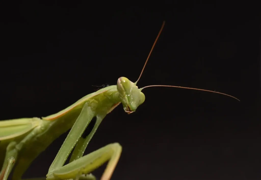 mantis religiosa