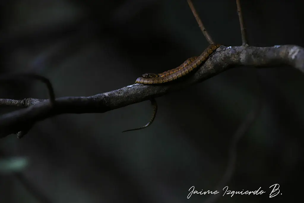 culebra viperina veneno