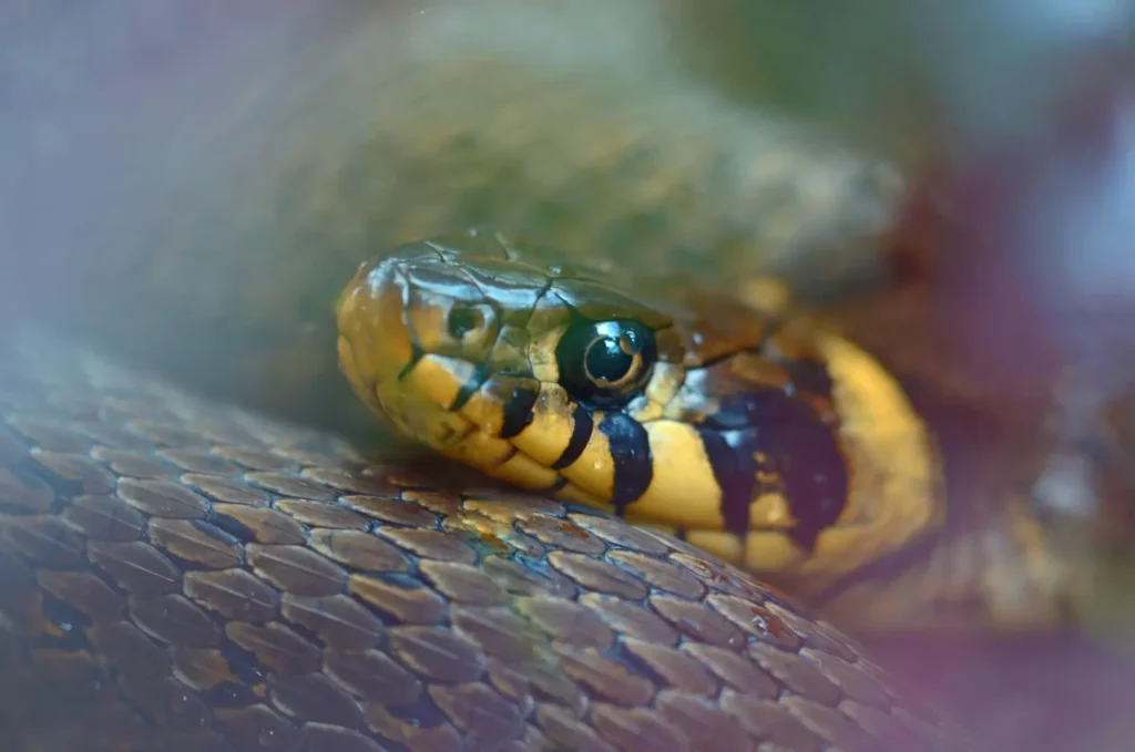 culebra viperina, natrix maura