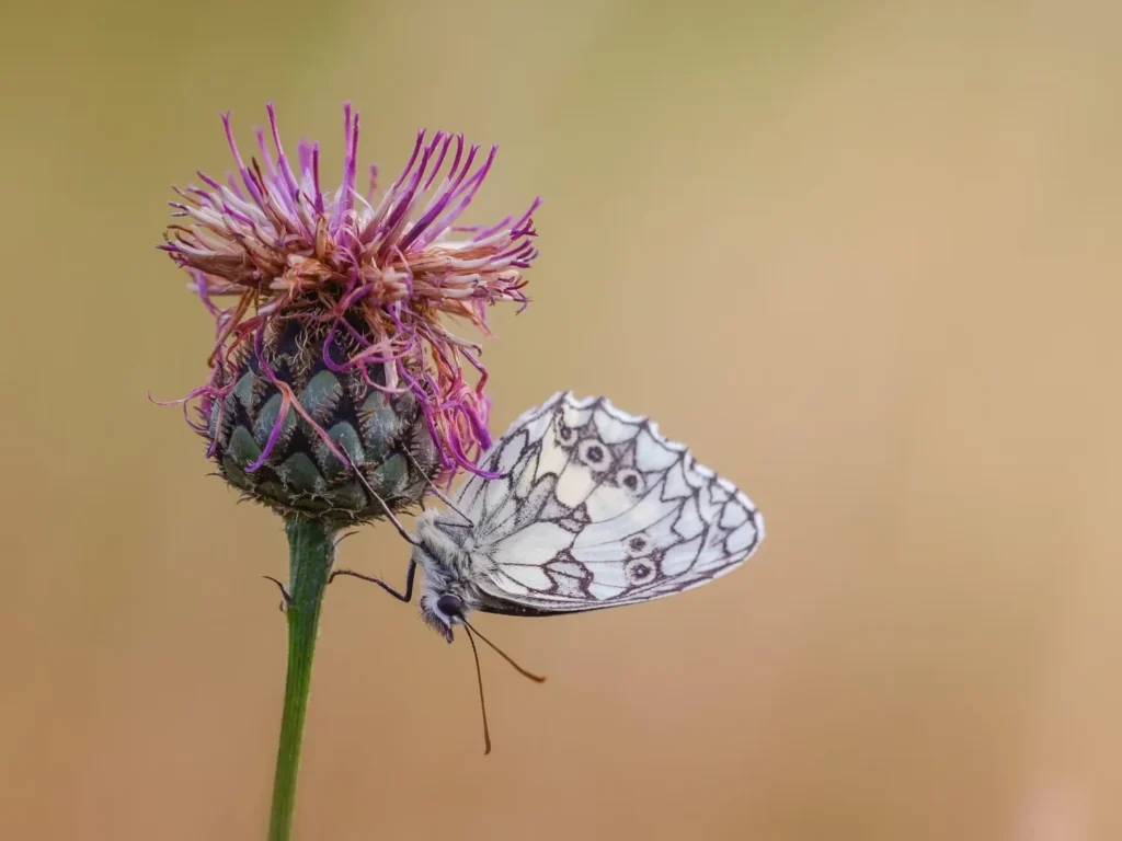 Melanargia lachesis, medioluto ibérica