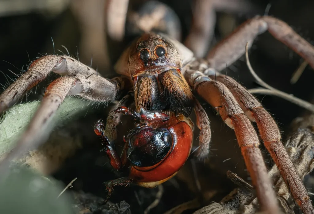 falsa tarántula española, Hogna radiata