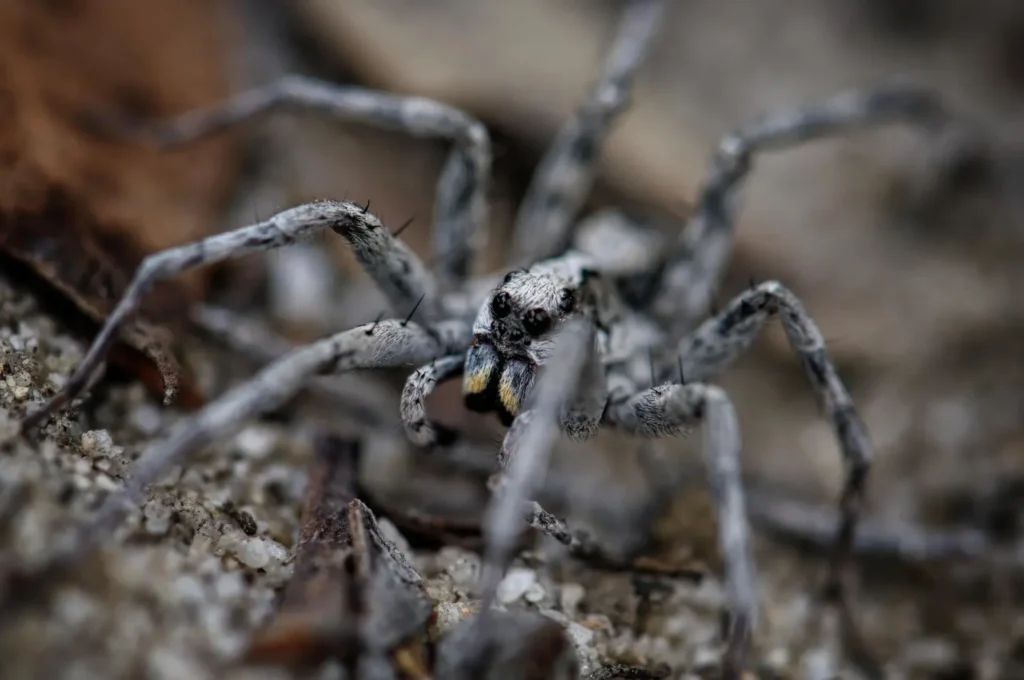 araña lobo, Lycosa Tarantula