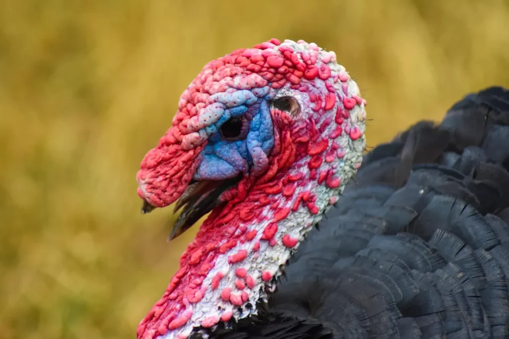 meleagris gallopavo, pavo doméstico