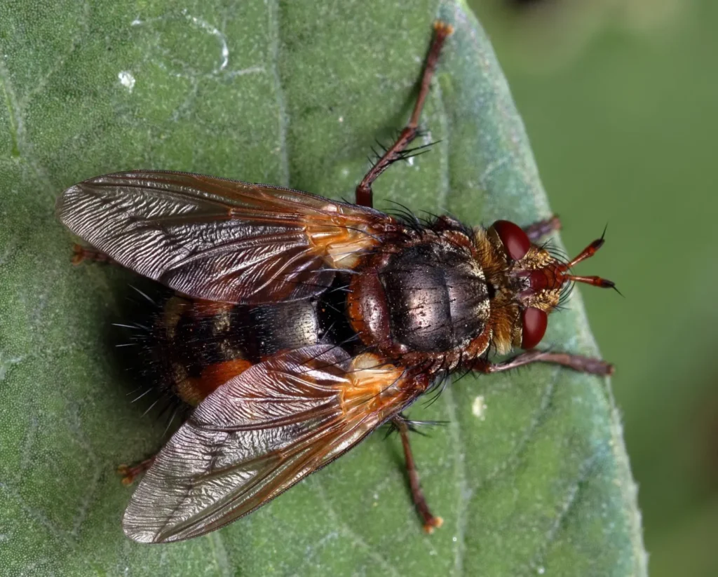 mosca erizo, Tachina fera