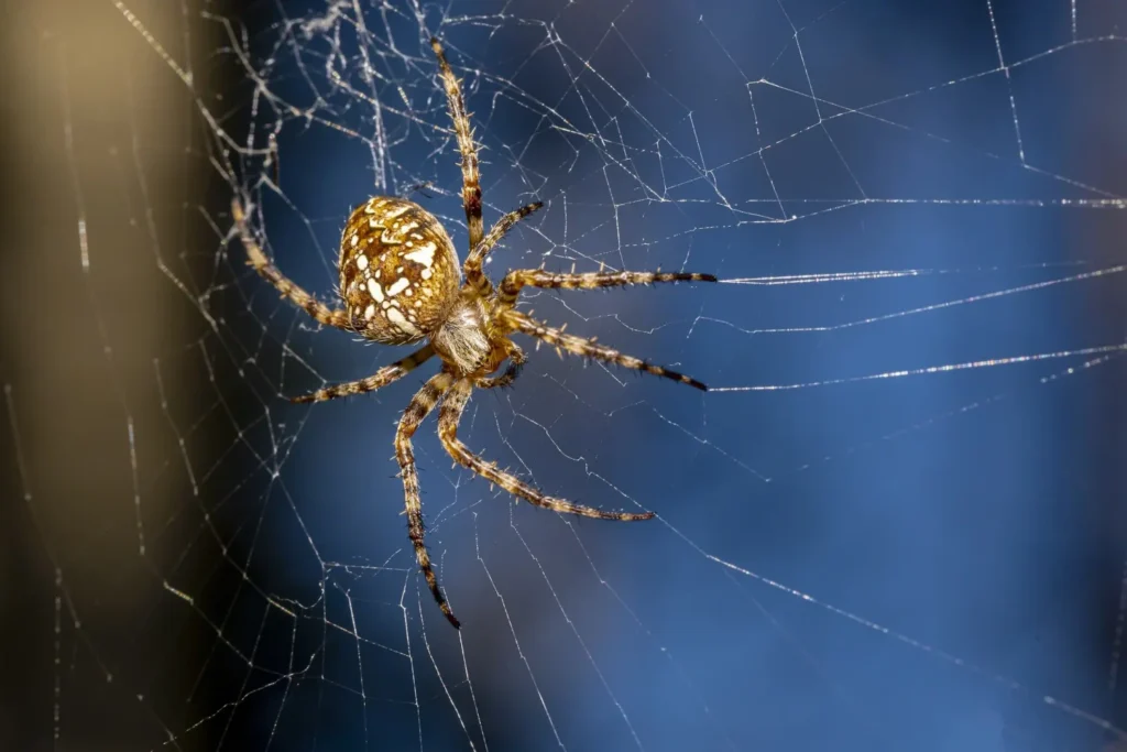 araña de la cruz , Araneus diadematus