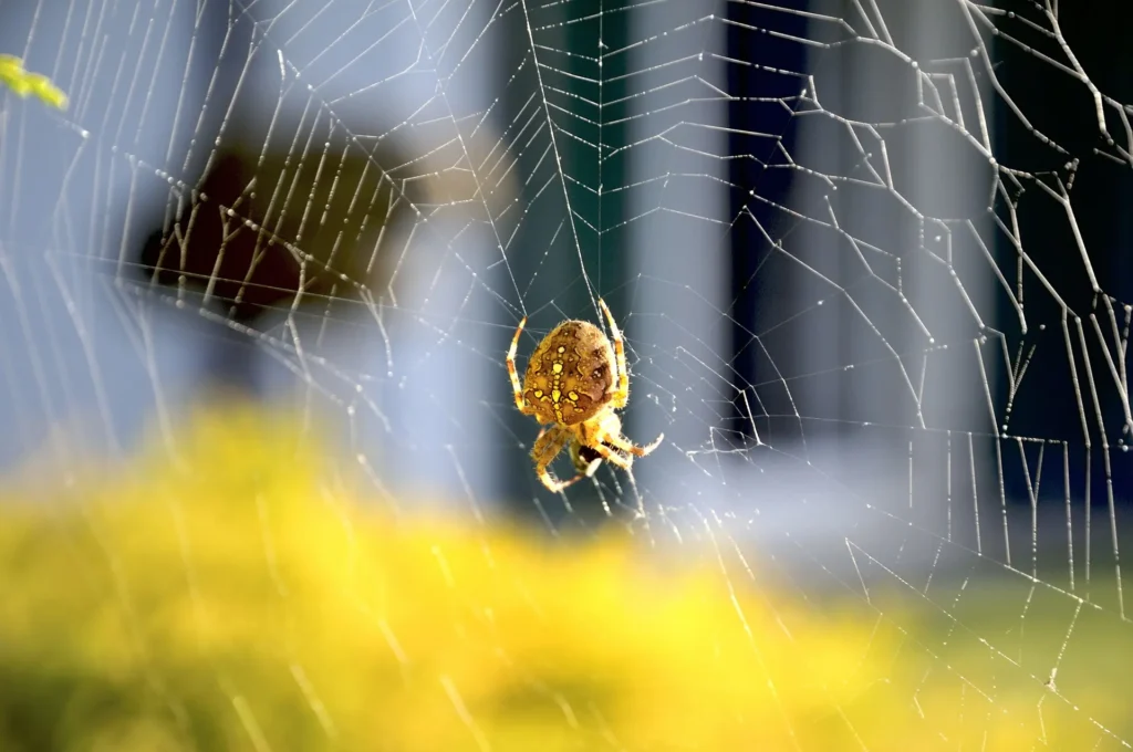 araña de la cruz picadura