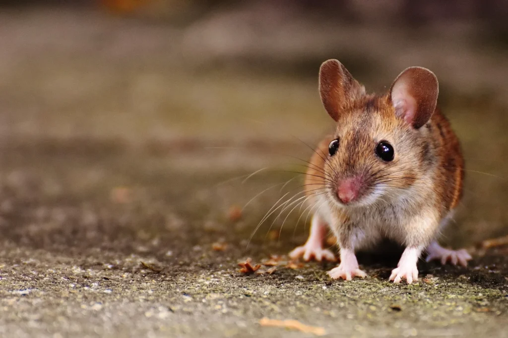 raton de campo, Apodemus sylvaticus