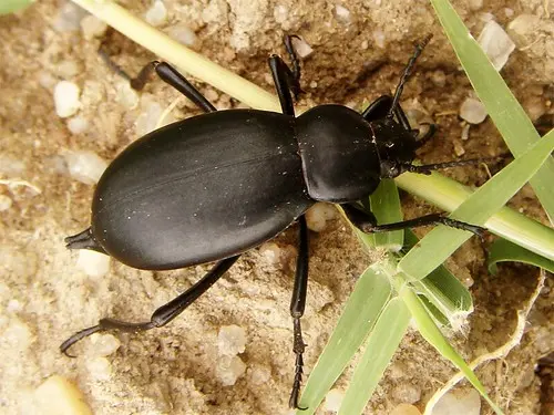 escarabajo de las bodegas características