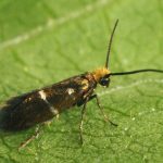 Zeugloptera