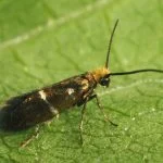 Zeugloptera