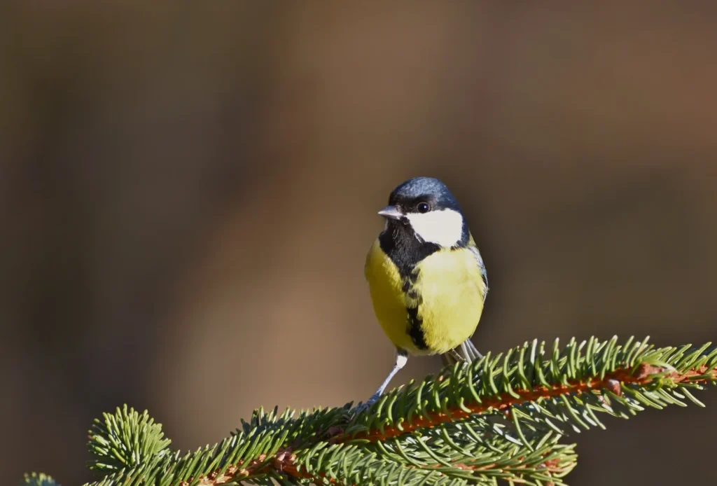 Carbonero común , Parus major