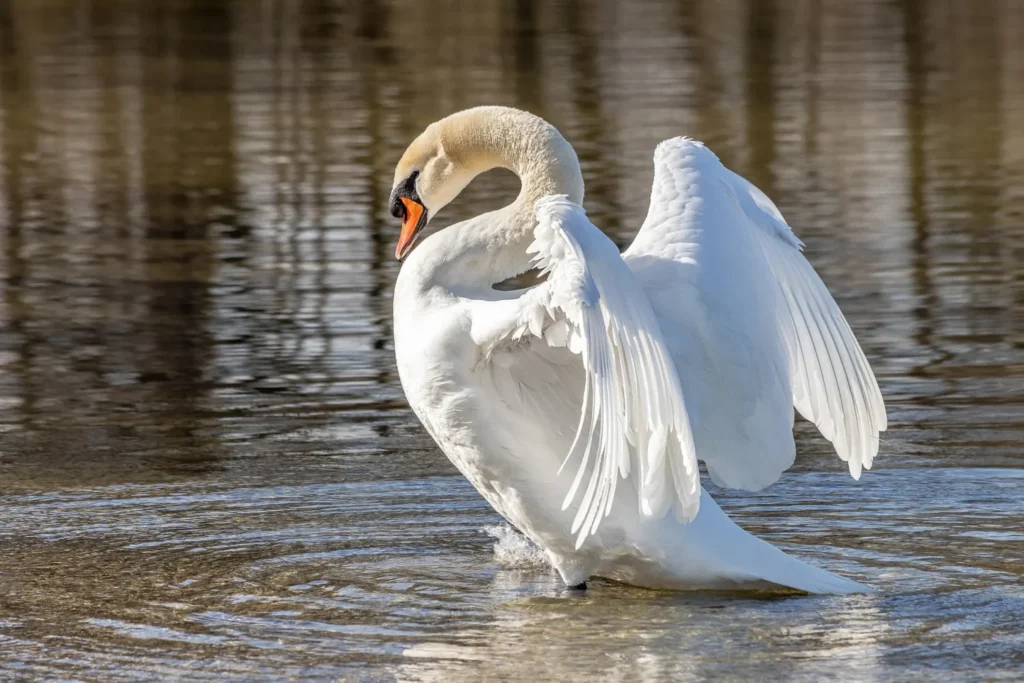 cisne vulgar cygnus olor