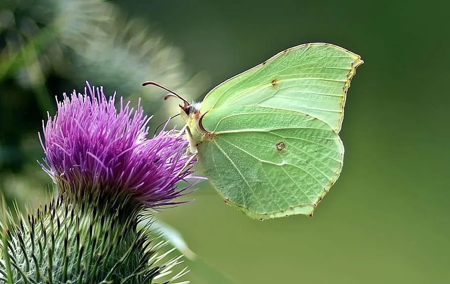 mariposa limonera características