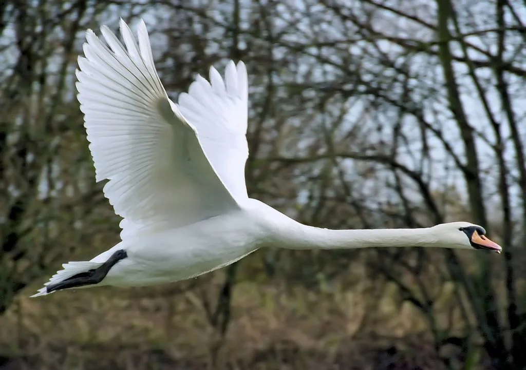 cisne vulgar caracteristicas