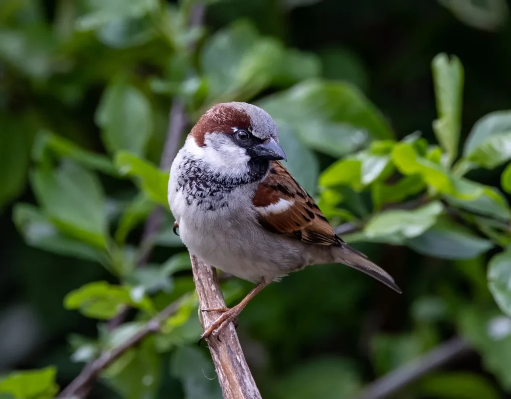 gorrión común, passer domesticus