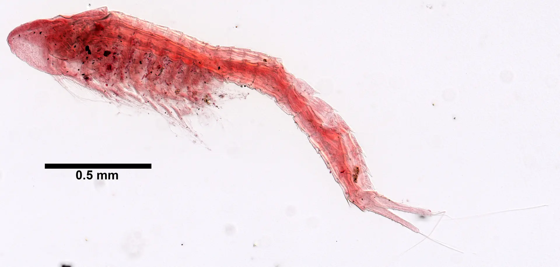 Cephalocarida, cefalocáridos