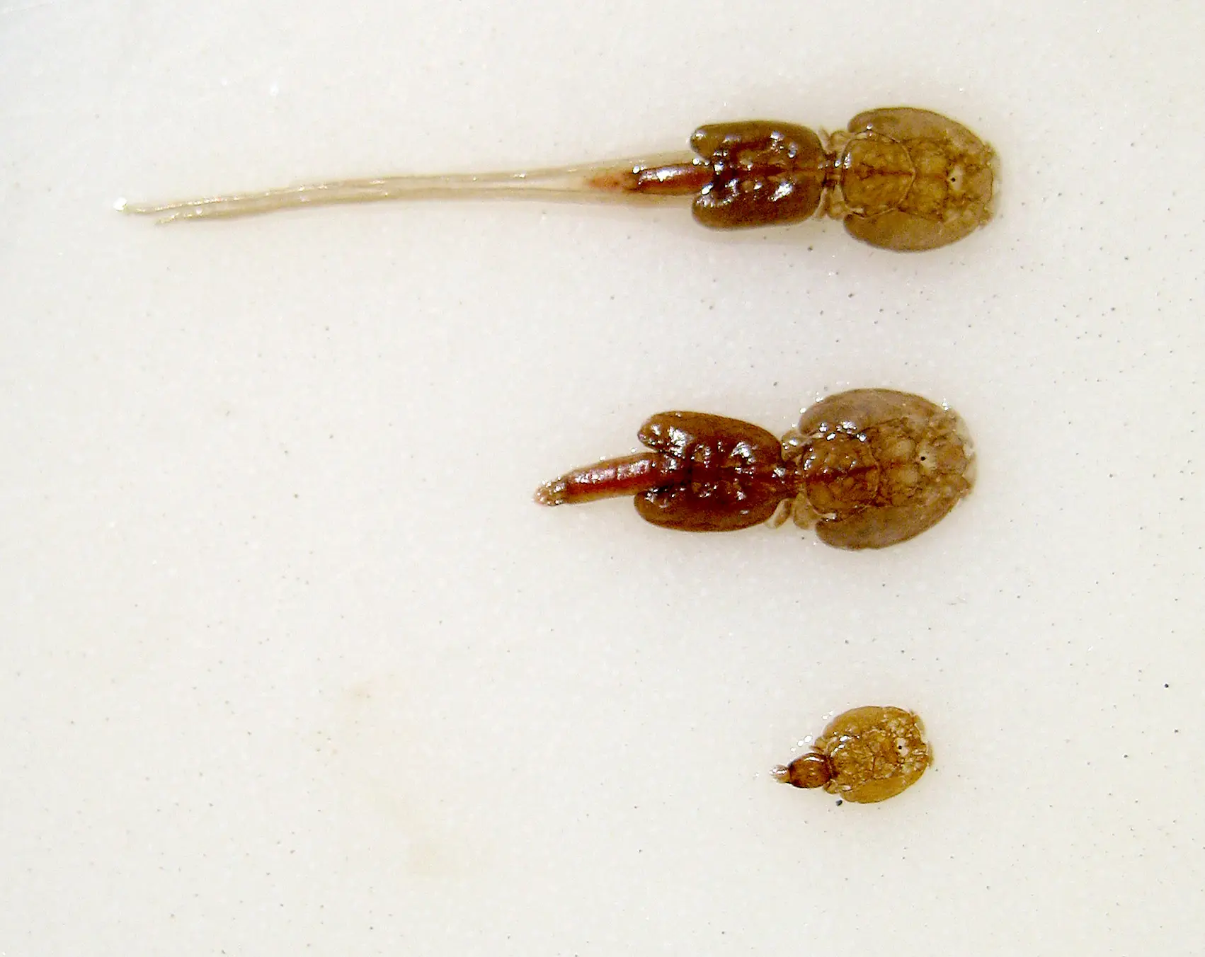 Copepoda, copépodos 