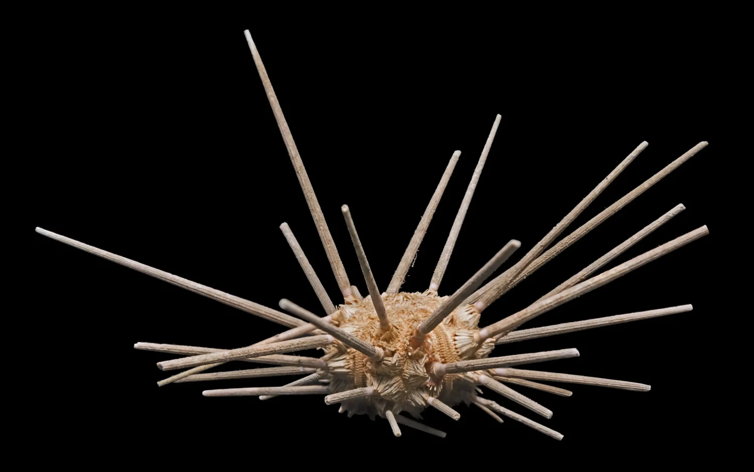 Perischoechinoidea, Cidaroida