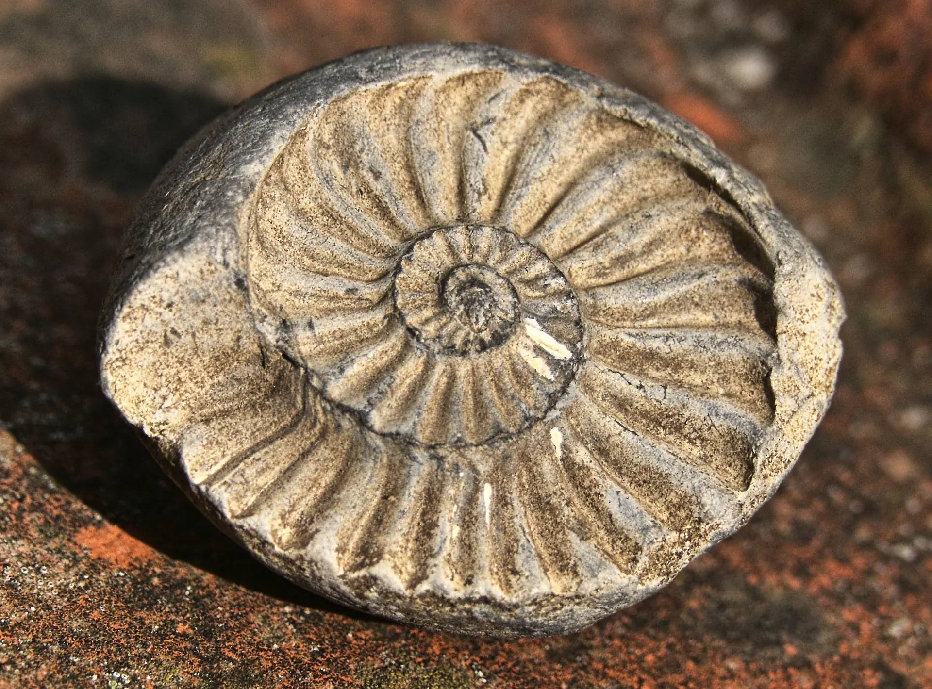 Ammonoidea, ammonoideos