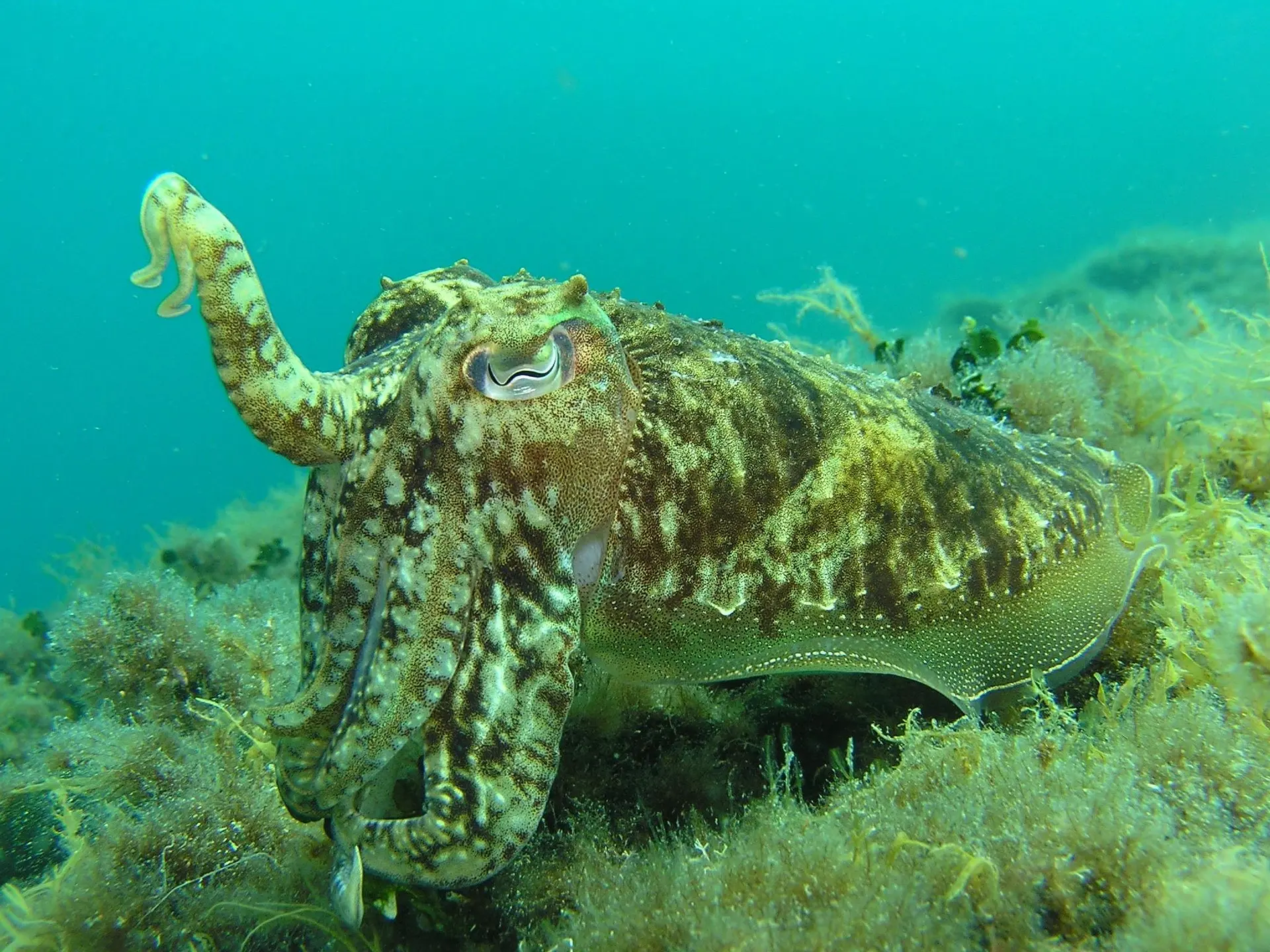 Coleoidea, coleoideos