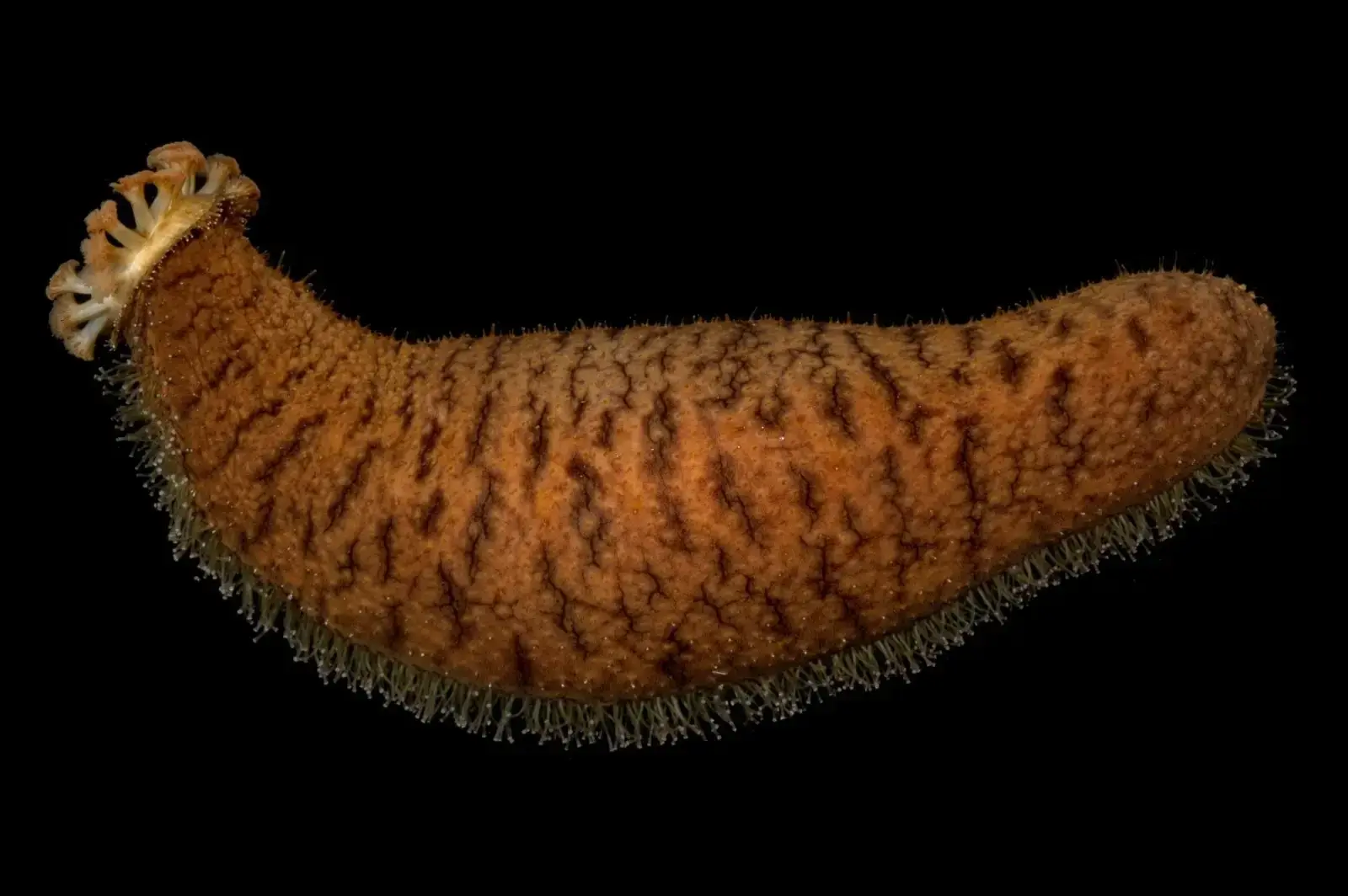 Holothuriida, holotúridos 